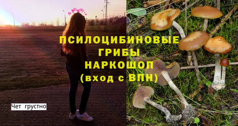 наркотики  Барабинск  Псилоцибиновые грибы Cubensis 